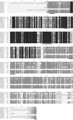 Characterization, and Functional Analysis of Hsp70 and Hsp90 Gene Families in Glyphodes pyloalis Walker (Lepidoptera: Pyralidae)